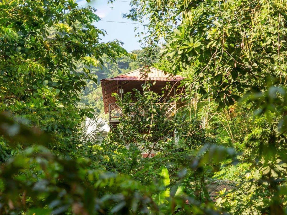 Deep Forest Posadas Ecoturisticas 埃尔扎伊诺 外观 照片